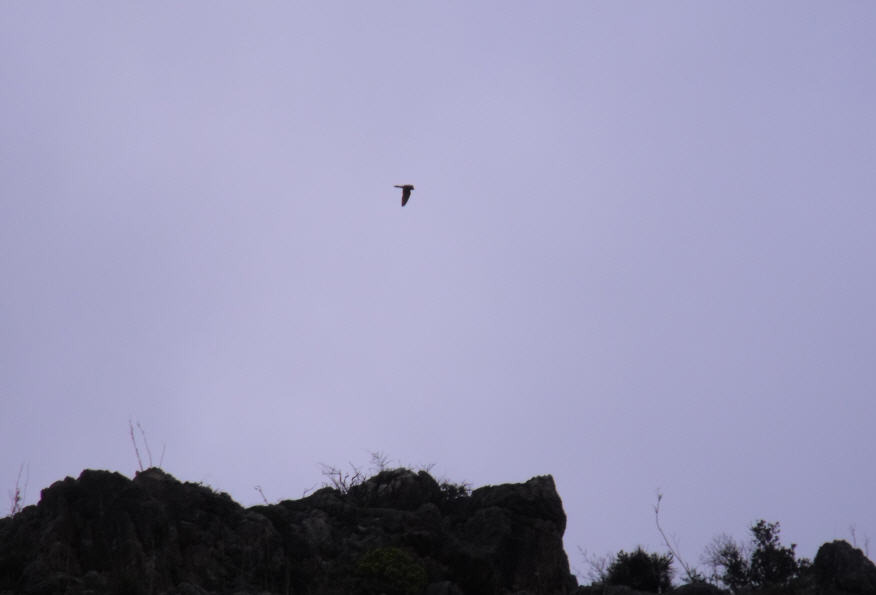 Falco peregrinus?